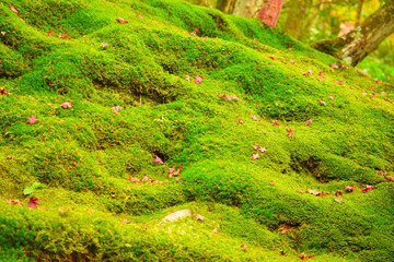 Obraz premium 紅葉