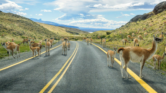 Lamas on the road of Torres del Paine National Park of Chile, Patagonia.