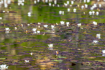 Small lake near lake Madh with waterlilies on surface in National Park Lure, Albania