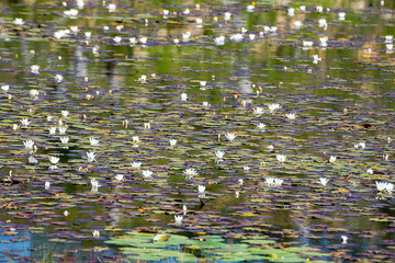 Small lake near lake Madh with waterlilies on surface in National Park Lure, Albania