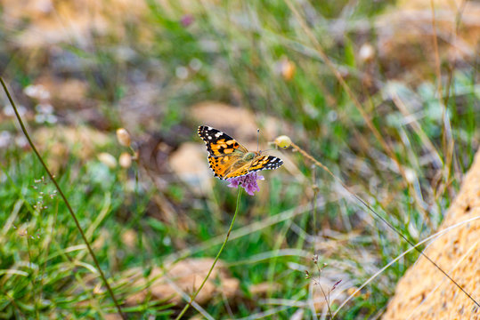 European peacock butterfly in National Park Lure, Albania