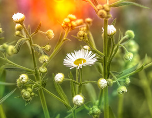 Daisies with Sunflare