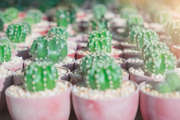 Small cactus in a plastic pot rows. Selective focus image