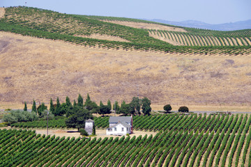 Vineyards and hills and patches of forests in the northern California wine country Napa area