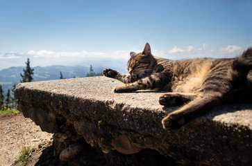 Adult tabby cat licking paws. Cat is stretched out on stone bench in front of scenic mountain background and blue sky with clouds. Location: Napf, Switzerland.