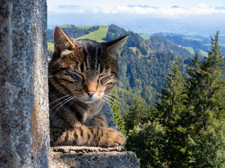Adult tabby cat resting with eyes closed. Cat is on a stone bench in front of scenic mountain background and blue sky with clouds. Location: Napf, Switzerland.