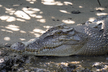 Crocodile close-up