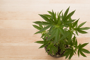  Cannabis and medical marijuana plant