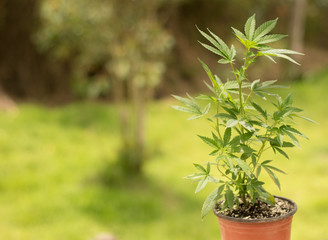  Cannabis and medical marijuana plant