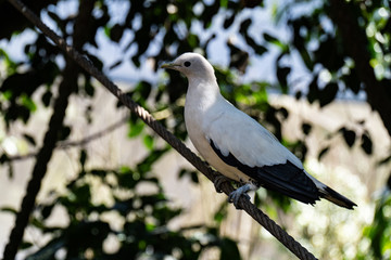 Nutmeg pigeon (Ducula spilorrhoa)