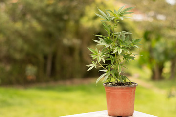  Cannabis and medical marijuana plant
