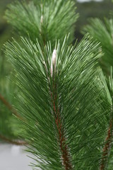 Pine shoots / Pine is a tree that Japanese people have lived with since ancient times, and has played a leading role in scenic spots throughout Japan.
