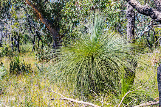 Grass tree also known as Yacca