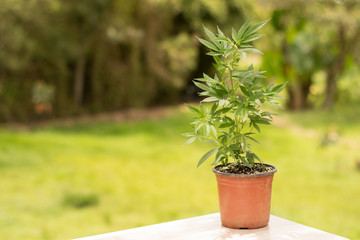  Cannabis and medical marijuana plant