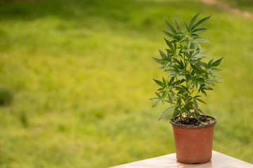  Cannabis and medical marijuana plant