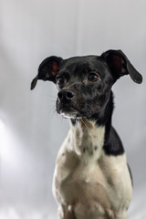 Black dog portrait with white background in the studio. Space for writing and advertising