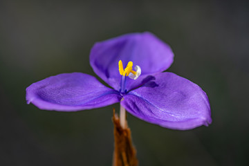 Native Iris or Purple Flag Wildflower