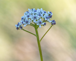 Tiny Purple and White Native Australian Flowers