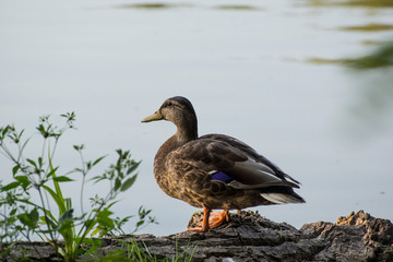 Mallard (Anas platyrhynchos)