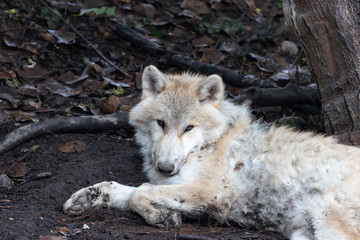 arctic wolf