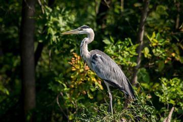 Blue heron  (Ardea cinerea)