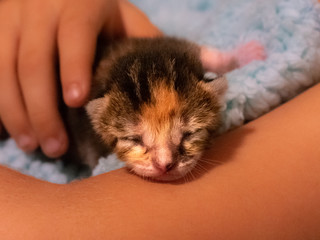 Little Girl Cuddling with a Newborn Orphan Calico Kitten