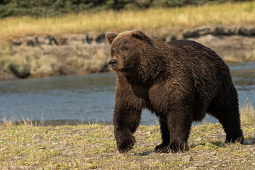 Obraz na płótnie Canvas Brown bear (Ursus arctos) fishing for salmon; Alaska