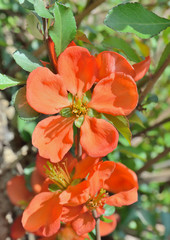 Flowers of quince-tree (Chaenomeles japonica) 2