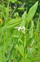 Obraz premium Wild flower (Disporum viridescens) 5