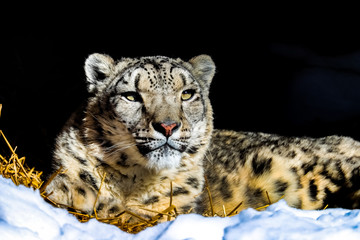 Naklejka premium The snow leopard, also known as the ounce, is a large cat native to the mountain ranges of Central and South Asia