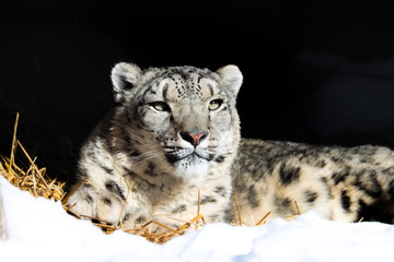 The snow leopard, also known as the ounce, is a large cat native to the mountain ranges of Central and South Asia