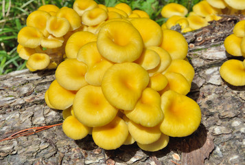 Edible mushrooms on tree 16