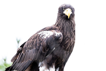 The white-tailed eagle is a very large eagle widely distributed across Eurasia. As are all eagles,