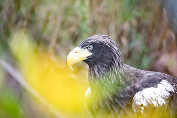 The white-tailed eagle is a very large eagle widely distributed across Eurasia. As are all eagles,