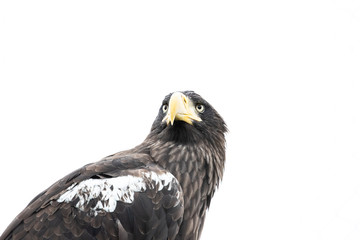 The white-tailed eagle is a very large eagle widely distributed across Eurasia. As are all eagles,