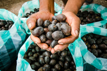 manaca, producto tipico de los indigenas en las tierras de Guania Colombia