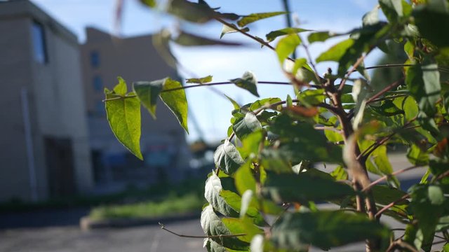 A sumac plant growing in depressed area