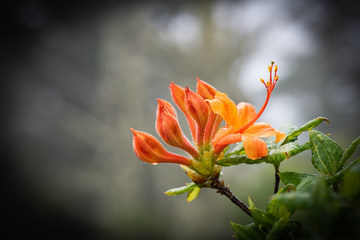 Flame azalea blooms