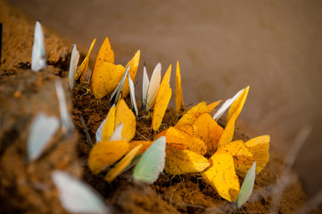 Mariposas a orillas del Orinoco en Guainia
