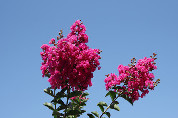 Blossoms of a Pink Velour Crape Myrtle Tree under a deep blue sky