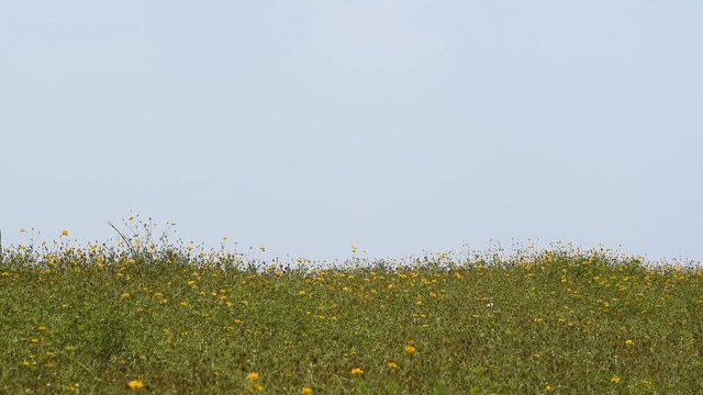 Commercial airplane flying above a yellow flower field in Chengdu, Sichuan province, China