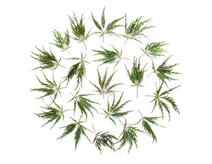 Obraz premium Green Japanese Maple Leaves arranged in a circle
