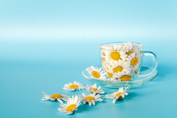 Chamomile flowers in transparent glass cup on saucer on blue background. Crearive concept natural chamomile tea, herbal medicie to calm your nerves and good mood. Copy spase for text