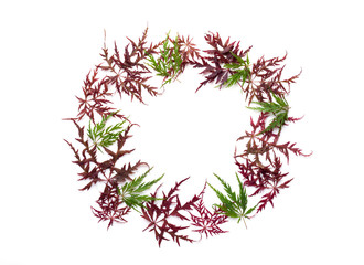 Naklejka premium Red and Green Maple Leaves Wreath