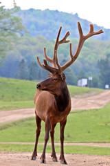 Bull elk with antlers in velvet standing on a gravel road