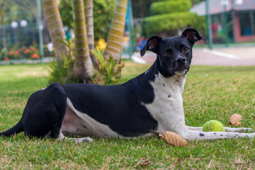 dog playing with ball on green grass