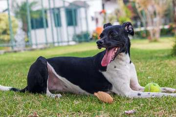 dog playing with ball on green grass