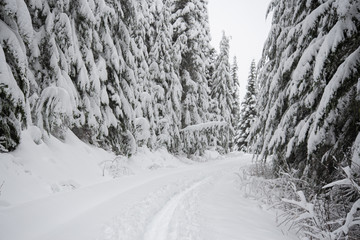 Obraz premium road in winter forest