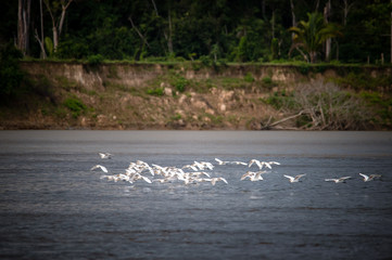 Rio Inirida en Guainia Colombia, reflejos en el agua, atardeceres en el rio y espejos de agua