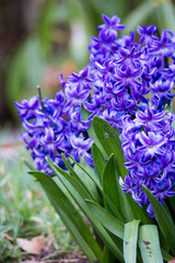 Beautiful flowering purple Hyacinths signal spring is here with their vibrant color and fragrance 